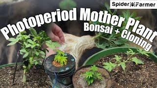 How I Grow Photoperiods -1- Bonsai Mother Plants and Clones - Spiderfarmer SF2000 Kit