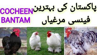 BEST QUALITY OF FANCY HENS || TOP BENTAM BREED IN PAKISTAN || @Earningideas327-b3t