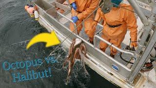 Hauling Halibut Gear - Alaska Longlining | 2024 Halibut Season