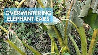 How I Take Care of Elephant Ears in the Fall - Tips for Overwintering Elephant Ears in Zone 7