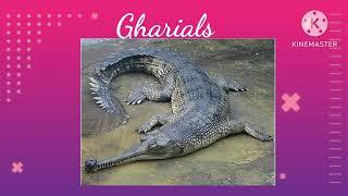 Interesting facts about Crocodile  | CROCODILES are more AMAZING than you think ! #english #animals