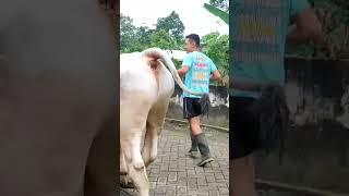 PEMUDA TAMPAN PECINTA SAPI PO