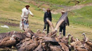 Tibetan sky burial, corpses are used as bird food