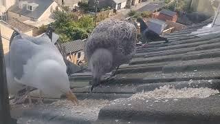 Seagull TV Episode 7 - First Chicks come down for Food - Plus Bub Bub not Happy?