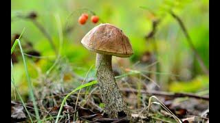 Сбор подберёзовиков  Июль 2023г. | Mushroom Hunting.