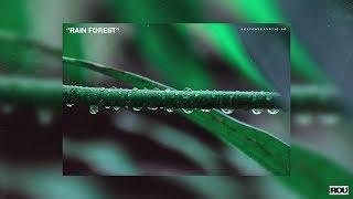 rain forest // p. cryptic