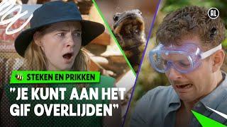 VERGIFTIGD DOOR DE VUURSALAMANDER?!  | Steken en Prikken | S4 #7 | NPO Zapp