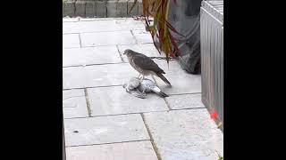 Sparrow Hawk attack