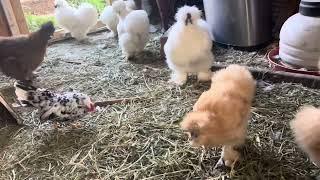 Get To Know My Silkies And Serama Magda|Grooming My Silkies