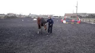 Fuddyduddy horsemanship with 2 year old horse