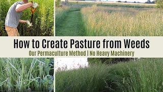Turning Weeds Into Pasture Without Heavy Machinery: Regenerative | Permaculture