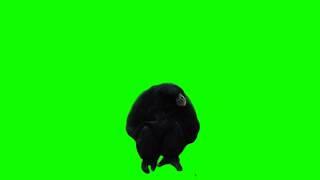 FREE HD Green Screen - MONKEY