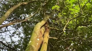 Bay pruning. Branch structure and a tricky choice Joe's Country Garden January 2024