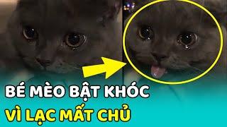  Bé mèo BẬT KHÓC vì được tìm thấy sau khi ĐI LẠC ngoài công viên | MEOW