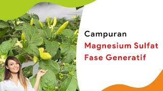 Magnesium Sulfat Fase Generatif dan Campurannya