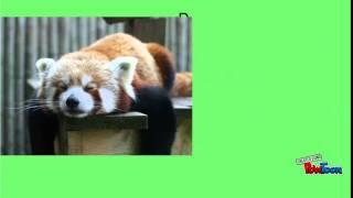 Red Panda Classification