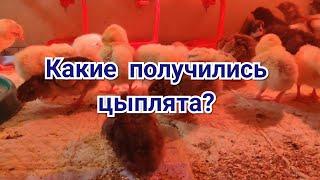 Какие получились цыплята от скрещивания?