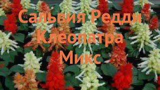 Сальвия обыкновенная Клеопатра Микс  обзор: как сажать, семена сальвии Клеопатра Микс