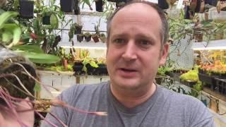 DRACULA ORCHID CARE SERIES 2/3: UNPOTTING AND DIVIDING DRACULA ORCHIDS