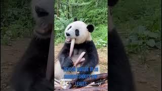 "Nature's Surprising Twist: Carnivores in Bamboo Land! Giant Pandas' Incredible Diet " #pandafacts