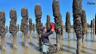 Farmers Raise & Harvest Billions of Mussels This Way | Mussel Farm