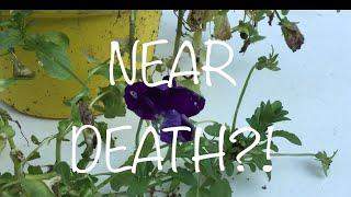 NEAR DEATH PANSY IS REVIVED! // How To Prune Your Pansies//