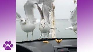 Seagulls Suck | A Bird Compilation