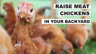How to Raise MEAT CHICKENS (Homesteaders of America)