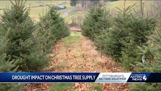 Will the drought in Pennsylvania impact your fresh-cut Christmas tree?