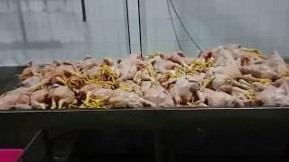 Sistem Conveyor Rumah Pengolahan Ayam (RPA) Otomatis