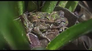 Fresh research to support New Zealand's rarest frog