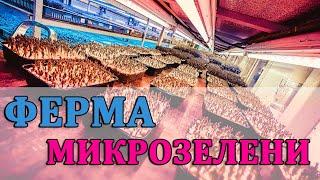 Ферма микрозелени (БОЛЬШОЙ репортаж) - получится, но не у всех. #микрозелень #ситифермер