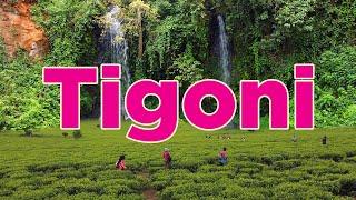 Experience the Serene Majesty of Tigoni in Limuru