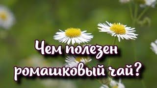 Чем полезен ромашковый чай и чем вреден: неожиданные сведения о напитке изумят