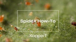 SPIDEX HOW-TO