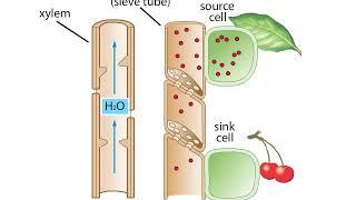 pressure flow hypothesis