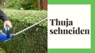 Thuja/Lebensbaum schneiden (So machen Sie es Richtig)