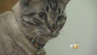 Library Cat To Be Removed After Living There Six Years