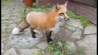 Fox Screm