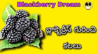 బ్లాక్బెర్రీస్ గురించి కలలు | Blackberry In Dream | Audio Book World | ABW #BlackberryDream #ABW