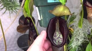 NEPENTHES CARE TIPS: WATERING NEPENTHES ROBCANTLYII BONGSO AND MORE