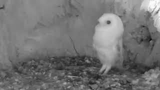 "Baby Barn Owl's Adorable Reaction to Hearing Thunder for the First Time ️ | Wildlife Wonders"