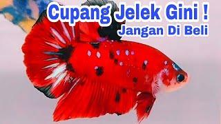 Ciri Ciri Ikan Cupang Bagus - Biar Gak Salah Beli