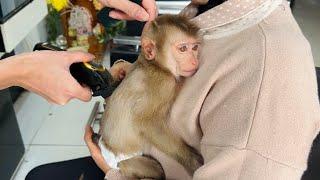 Monkey Tina became much more beautiful after her mother took her to get a haircut.