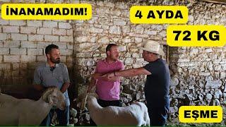 İNANAMADIM! 4 AYDA 72 KG KUZU (Eşme Kuzusunda Devrim)