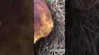 Funghi porcini /белые грибы /borowiki