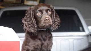 Introducing Boykin Spaniel Puppy to Gun Fire