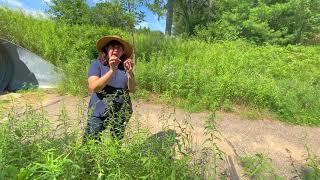 Trailside Treasures 7 - Goldenrod Galls