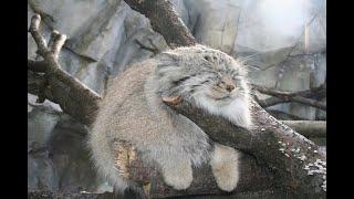 manul life could be dream