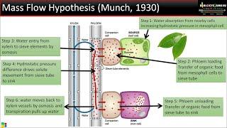 Translocation of Solutes in Plants? Mass Flow Hypothesis simplified in 6 steps|| BiologyExams4u